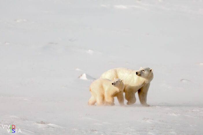 A polar bear mon and her cub look back at the sun in Wapusk NP, Manitoba, Canada IMG_0290-c1 b_B_vividvista