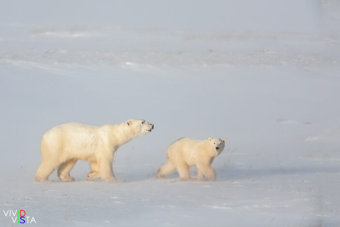 A Polar Bear mom and her cub on the way to the Hudson Bay in Wapusk NP, Manitoba, Canada IMG_0308 b_B_vividvista