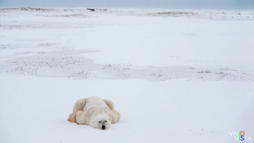 A male Polar Bear has followed the smell of food and waits to see if there is a chance to get some in Wapusk NP, Canada IMG_0558-c1_vividvista