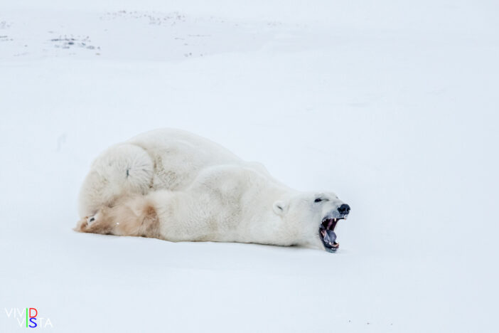 A male Polar Bear lies flat on his belly and yawns waking up in Wapusk NP, Manitoba, Canada IMG_0606-c1 b_B_vividvista