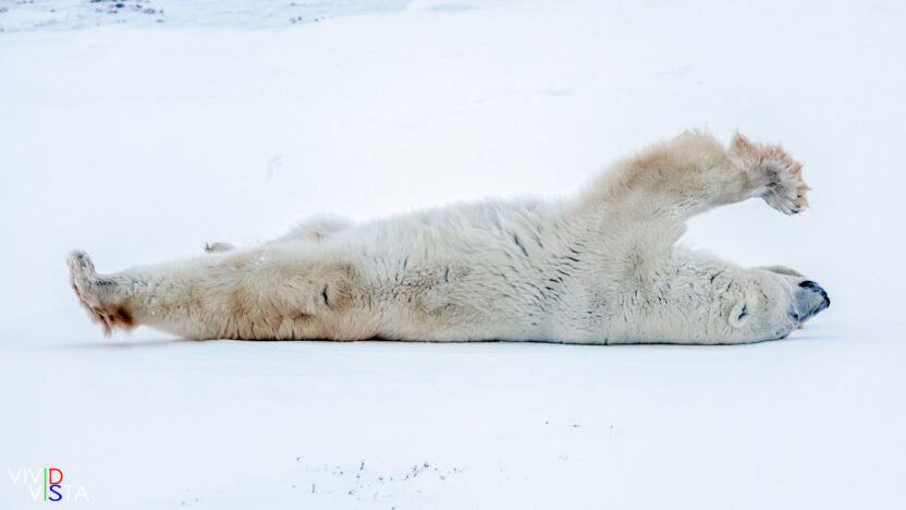 A male Polar Bear stretches waking up in Wapusk NP, Manitoba, Canada IMG_0644-c2 b_B_vividvista