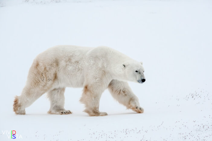 A male Polar Bear in Wapusk NP, Manitoba, Canada IMG_0657 b_B_vividvista