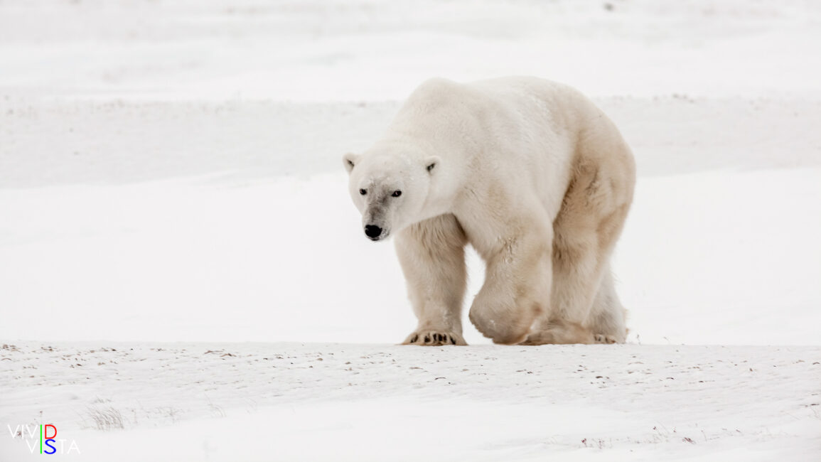 Polar Bear, Wapusk NP, Manitoba, Canada IMG_0807-c1_vividvista