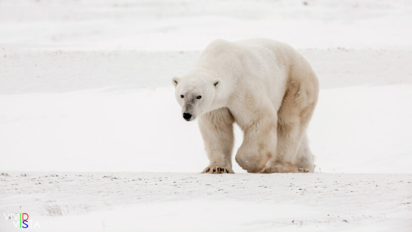 Polar Bear, Wapusk NP, Manitoba, Canada IMG_0807-c1_vividvista