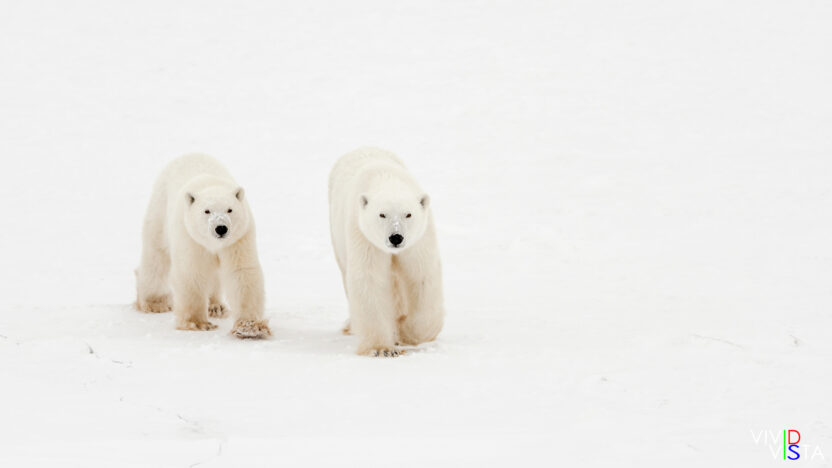 A pair of Polar Bear cubs follow their mother in Wapusk NP, Manitoba, Canada IMG_0946-c1_vividvista