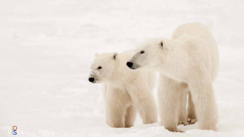 A Polar Bear mom and her cub in Wapusk NP, Manitoba, Canada IMG_0965-c1_vividvista