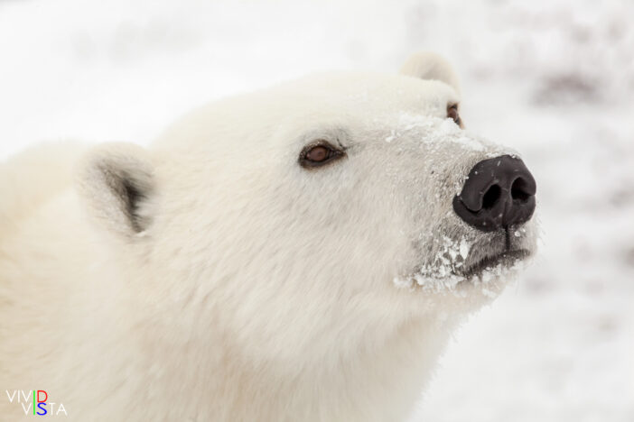 A Polar Bear checks if there is a promising smell of food in Wapusk NP, Manitoba, Canada IMG_0984 b_B_vividvista