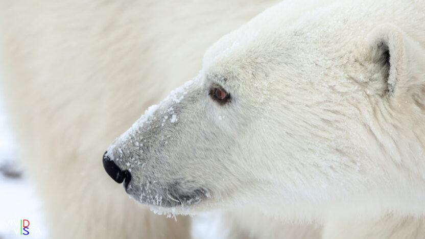 Polar Bear, Wapusk NP, Manitoba, Canada IMG_0986-c1_vividvista