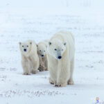 A Polar Bear mother leads her 2 cubs out to the Hudson Bay in Wapusk NP in Canada to hunt for seals as long as the sea remains frozen IMG_1082-CR2__dxovividvista