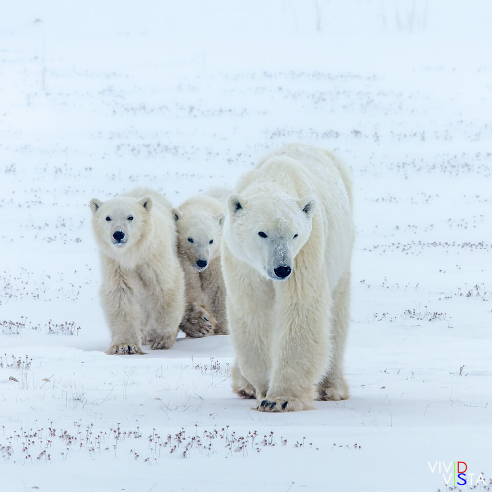 On to Frozen Waters A Polar Bear mother leads her 2 cubs out to the Hudson Bay in Wapusk NP in Canada to hunt for seals as long as the sea remains frozen IMG_1082-CR2__dxovividvista