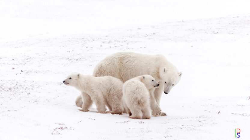 A Polar Bear mother stops to check-in with her 2 cubs in Wapusk NP, Manitoba, Canada IMG_1176-c1_vividvista-2