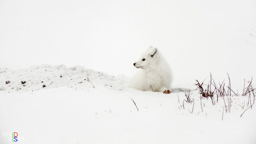 An Arctic Fox looks up while digging for food in Wapusk NP, Manitoba, Canada IMG_1199-c1_vividvista