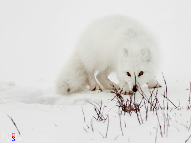 IMG_1213-c1 b_B_vividvista