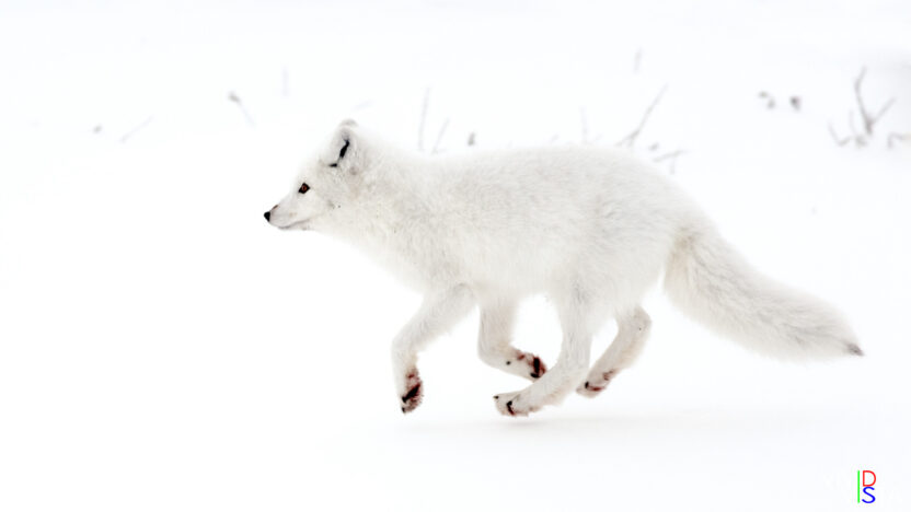 An Arctic Fox runs away in Wapusk NP, Manitoba, Canada IMG_1227-c1_vividvista