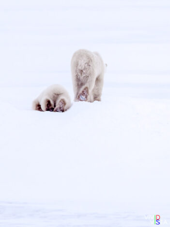 A Polar Bear cub seems tired of following its mom to the frozen sea ice in the Hudson Bay in Wapusk NP, Manitoba, Canada IMG_1297 b_B_vividvista