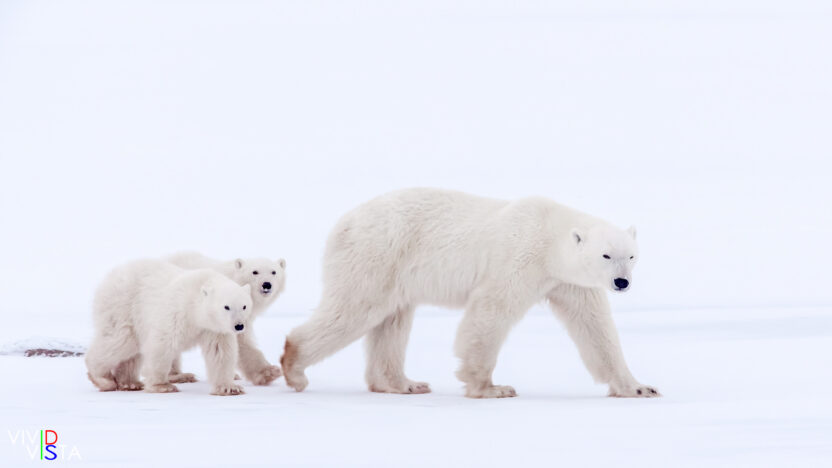 A Polar Bear mom and her two cubs on the way to the frozen Hudson Bay in Wapusk NP, Manitoba, Canada IMG_1381-c1_vividvista