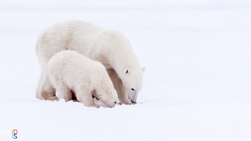 A Polar Bear mom and her cub check if there is something to eat hiding under the snow in Wapusk NP, Manitoba, Canada IMG_1393-c1_vividvista