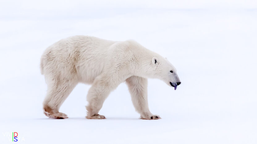 A female Polar Bear licks her tongue in Wapusk NP, Manitoba, Canada IMG_1405-c1_vividvista