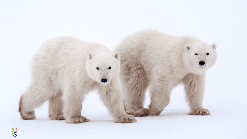 2 Polar Bear Cubs in Wapusk NP, Manitoba, Canada IMG_1433-c1_vividvista