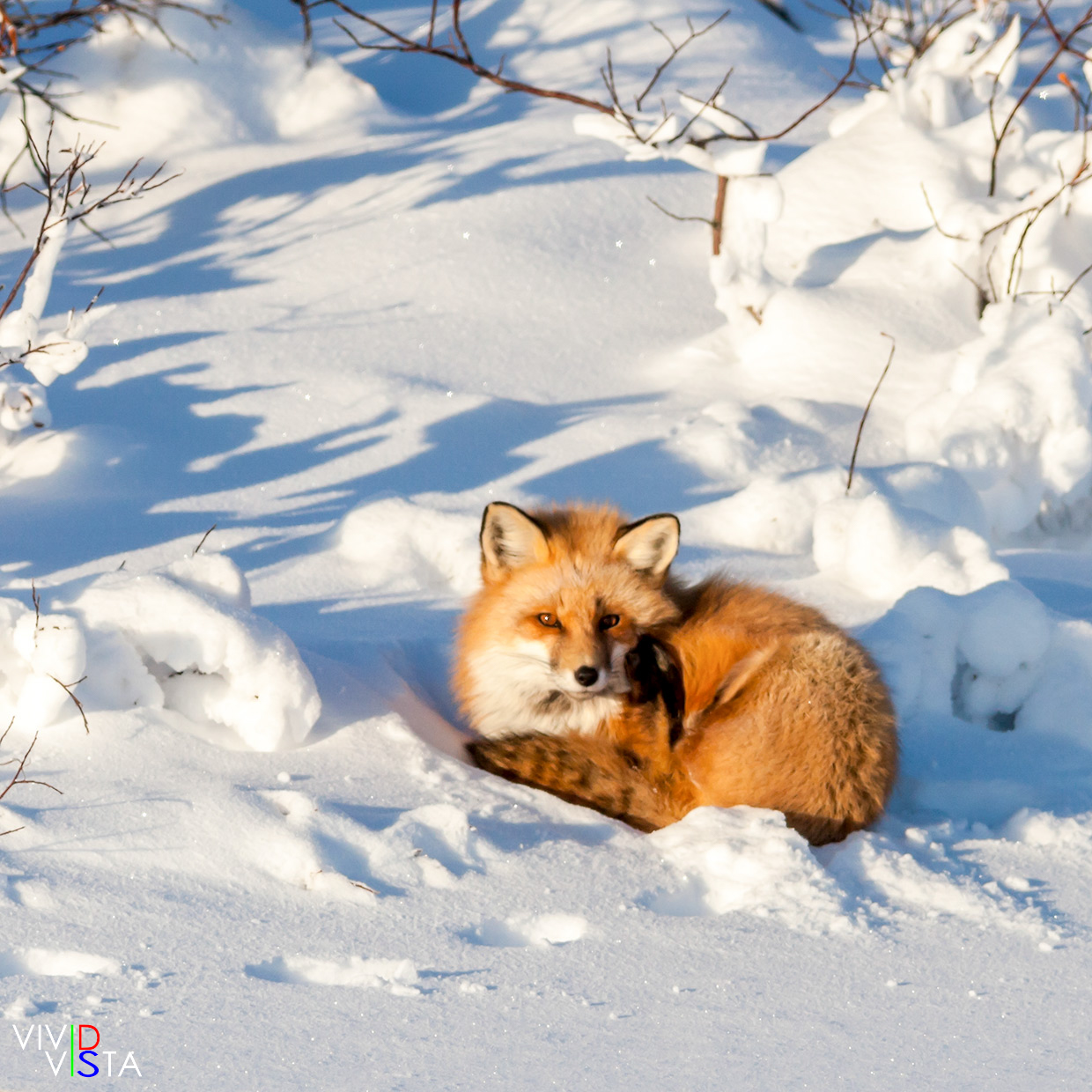 Red Fox resting in deep snow in Wapusk NP, Manitoba, Canada IMG_2040-c1_vividvista