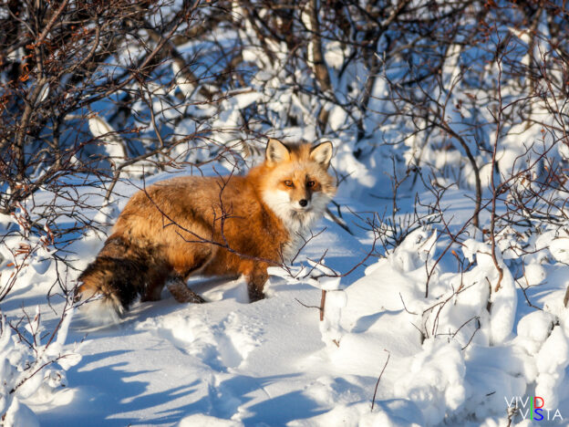 A Red Fox looks back in Wapusk NP, Manitoba, Canada IMG_2052 b_B_vividvista