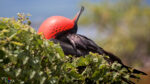 A male Magnificient Frigatebird inflates his red throat pouch to impress females on North Seymour Island in the Galapagos Islands, Ecuador IMG_2160-2_vividvista