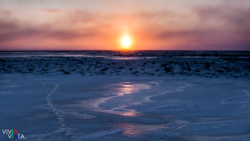 Bear tracks leading East in Wapusk NP, Manitoba, Canada IMG_3055-c1_vividvista