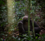 A male Chimpanzee sits on the ground in Kibale NP in western Uganda hoping for fruits to fall down from trees where others are picking breakfast IMG_8568-dng__dxo3vividvista