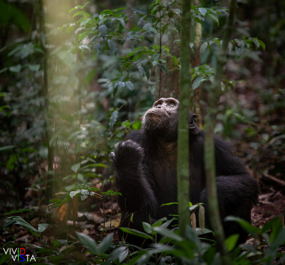 Hope A male Chimpanzee sits on the ground in Kibale NP in western Uganda hoping for fruits to fall down from trees where others are picking breakfast IMG_8568-dng__dxo3vividvista