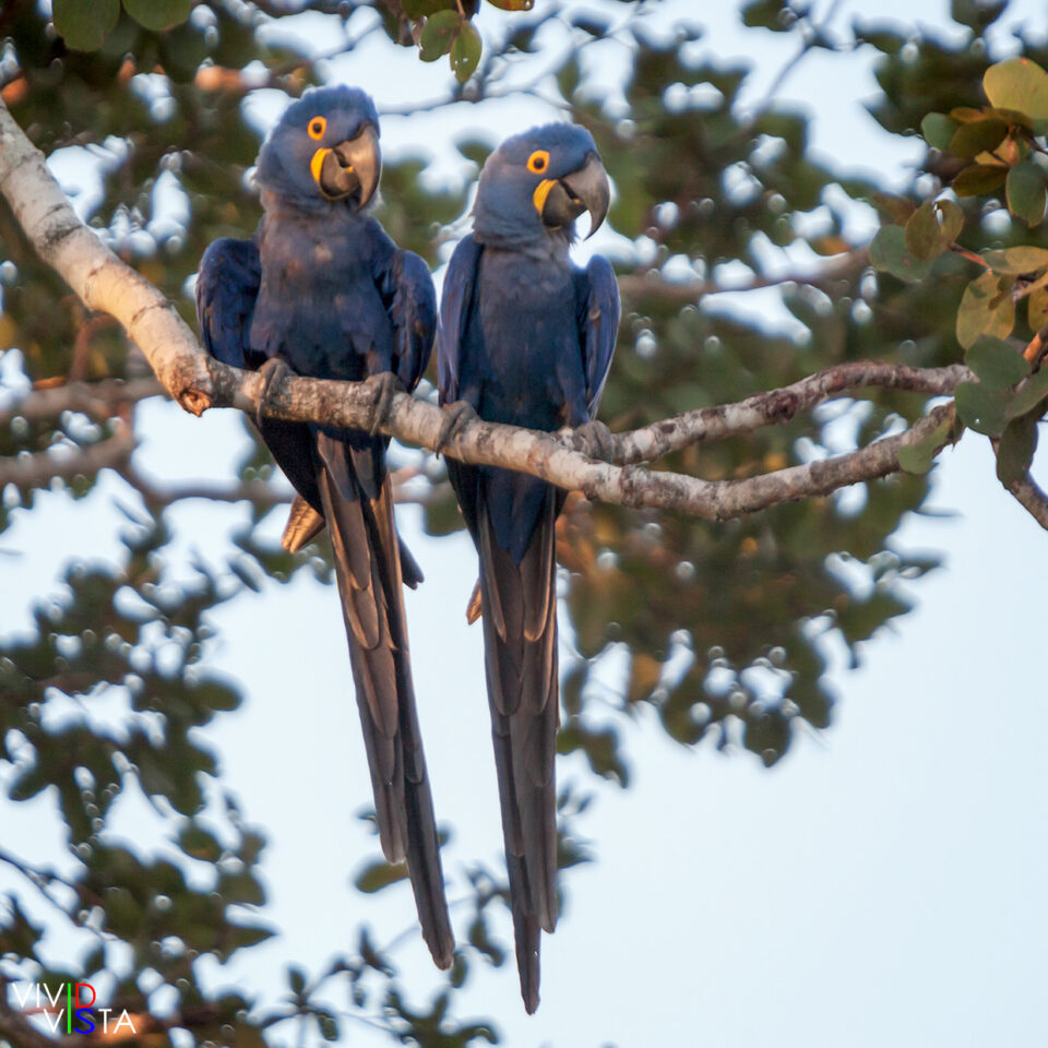 Hyacinth Macaws Hyacinth Macaws, Pantanal, Brazil IMG_8616-b_vividvista