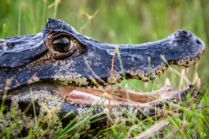 Yacare Cayman, Pantanal, Brazil IMG_8726b_vividvista