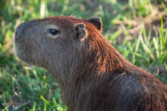 Capybara, Pantanal, Brazil IMG_9233 b_vividvista