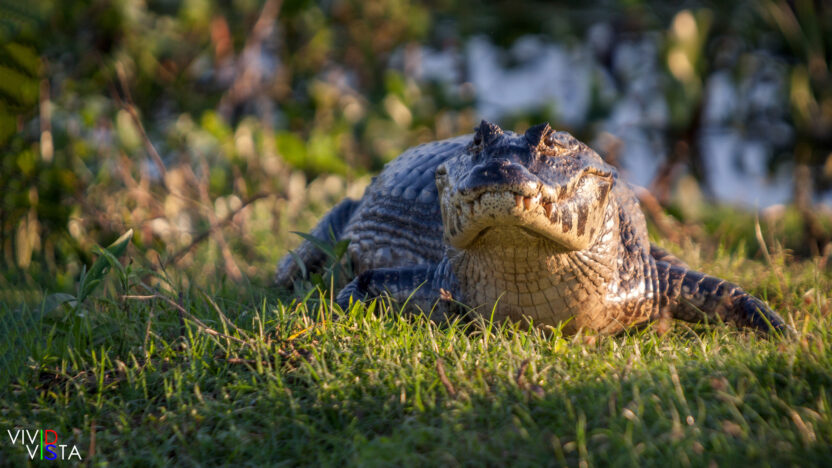A Yacare Cayman is enjoying the evening sun in the Pantanal in Brazil IMG_9255b_vividvista