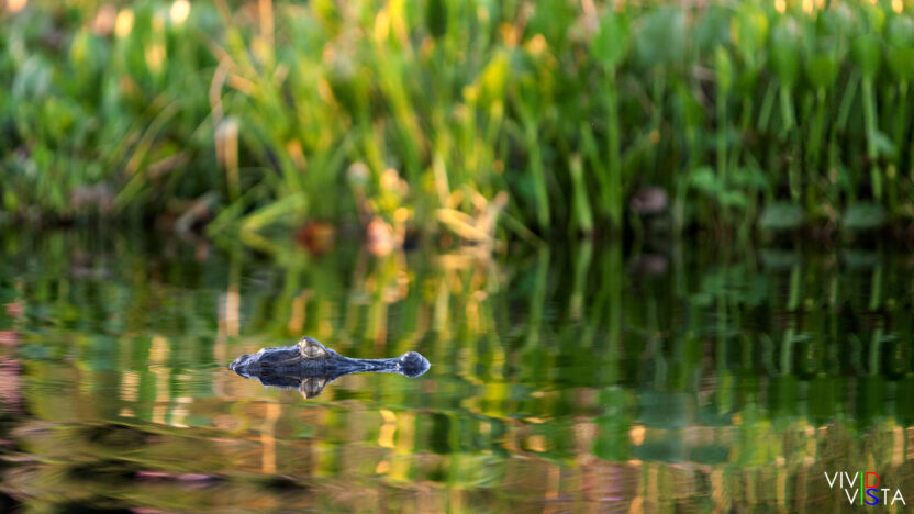 A Yacare Cayman in the water in the Pantanal in Brazil IMG_9277 b_vividvista