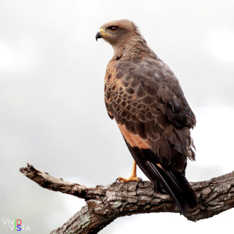 A Roadside Hawk in the Pantanal in Brazil IMG_9367-b_vividvista
