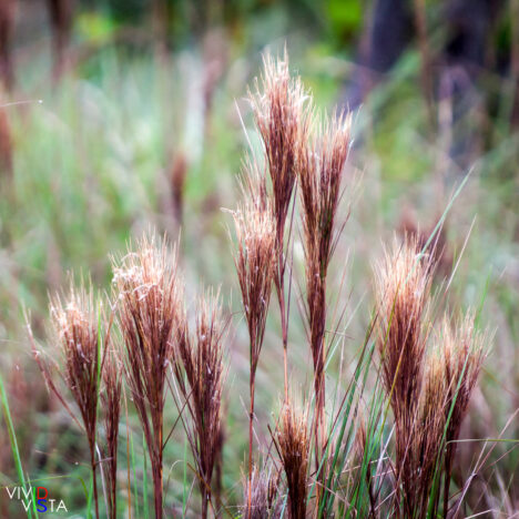 Reeds in the Pantanal in Brazil IMG_9501-b_vividvista