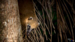 A Coati is coming down from a tree in the Pantanal in Brazil IMG_9778 b_vividvista