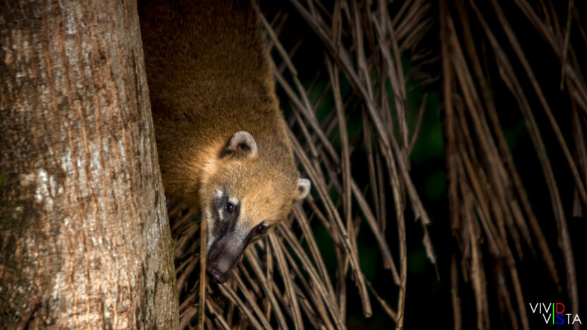 A Coati is coming down from a tree in the Pantanal in Brazil IMG_9778 b_vividvista