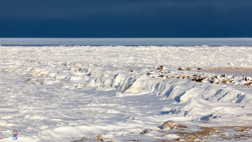 Frozen sea ice in the Hudson Bay in Wapusk NP, Manitoba, Canada IMG_9989-c1_vividvista