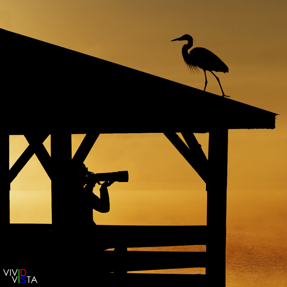 Golden Shot A photographer looks for birds on Lake Hancock at sunrise in Circle B Bar, Florida _R3A2683-CR3_DxO_DeepPRIME_vividvista