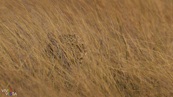 A young male Leopard pauses in high grass to sense what is ahead of him in the Linyanti Concession in NE Botswana R3_R3A1028-CR3_DxO_DeepPRIME-b_vividvista