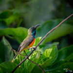 Flame-breasted Sunbird, Labuan Bajo, Flores, Indonesia 1F0A0437-CR2__dxo3_vividvista