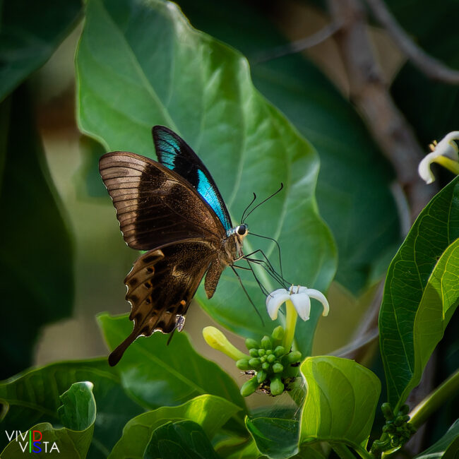 Swift-peacock Swallowtail, Flores, Indonesia 1F0A0466-CR2__dxo3_vividvista