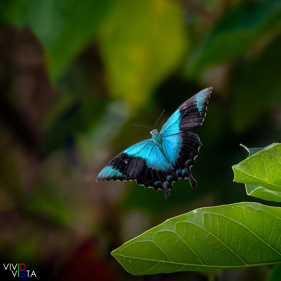 Swift-peacock Swallowtail, Flores, Indonesia 1F0A0481-CR2__dxo3_vividvista
