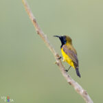 Olive-backed Sunbird, Labuan Bajo, Flores, Indonesia 1F0A0552-b_vividvista
