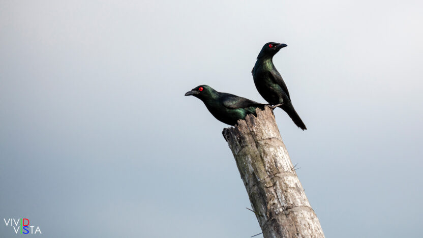 Asian Glossy Starlings, Kuching, Sarawak, Malaysia