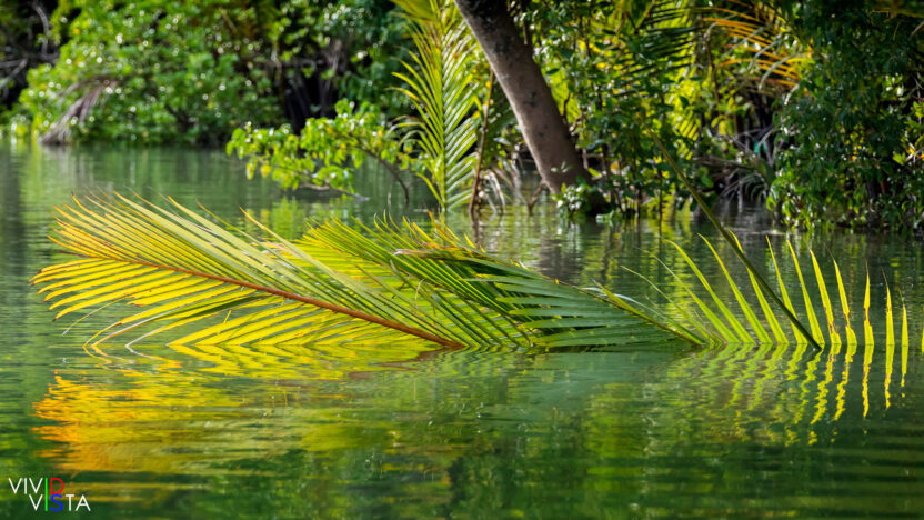 Floating Nypa Palm leaves, Kuching, Sarawak, Malaysia