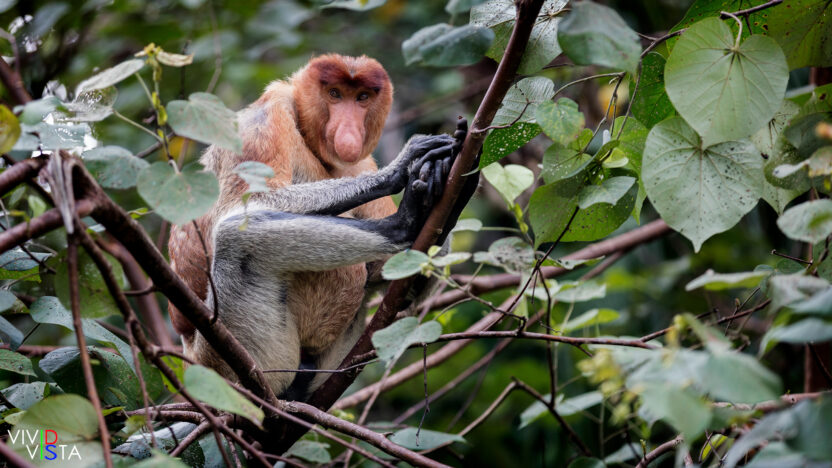 Proboscis Monkey, Bako NP, Sarawak, Malaysia