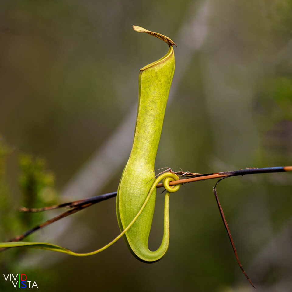 Nepenthes Mirabilis, Bako NP, Sarawak, Malaysia