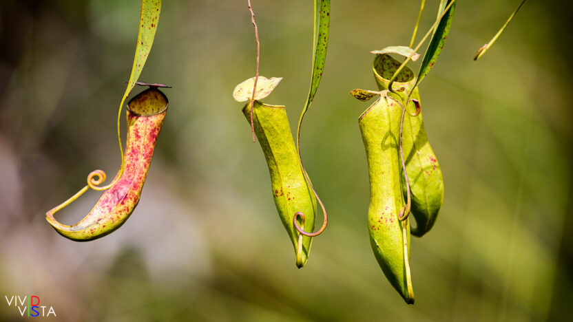 Nepenthes Mirabilis, Bako NP, Sarawak, Malaysia